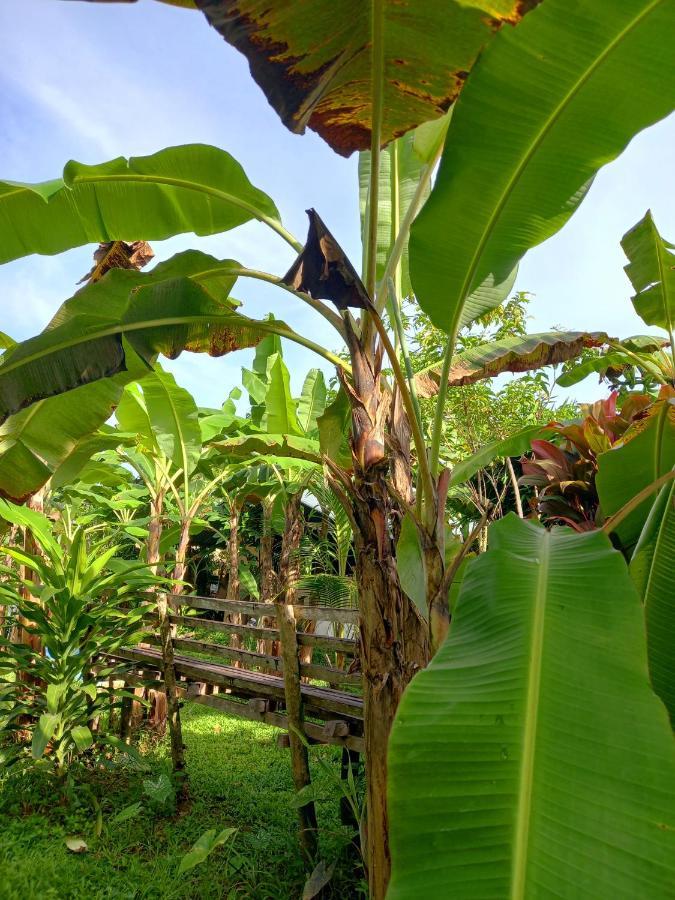 Banana Grove El Nido Hotel Exterior photo