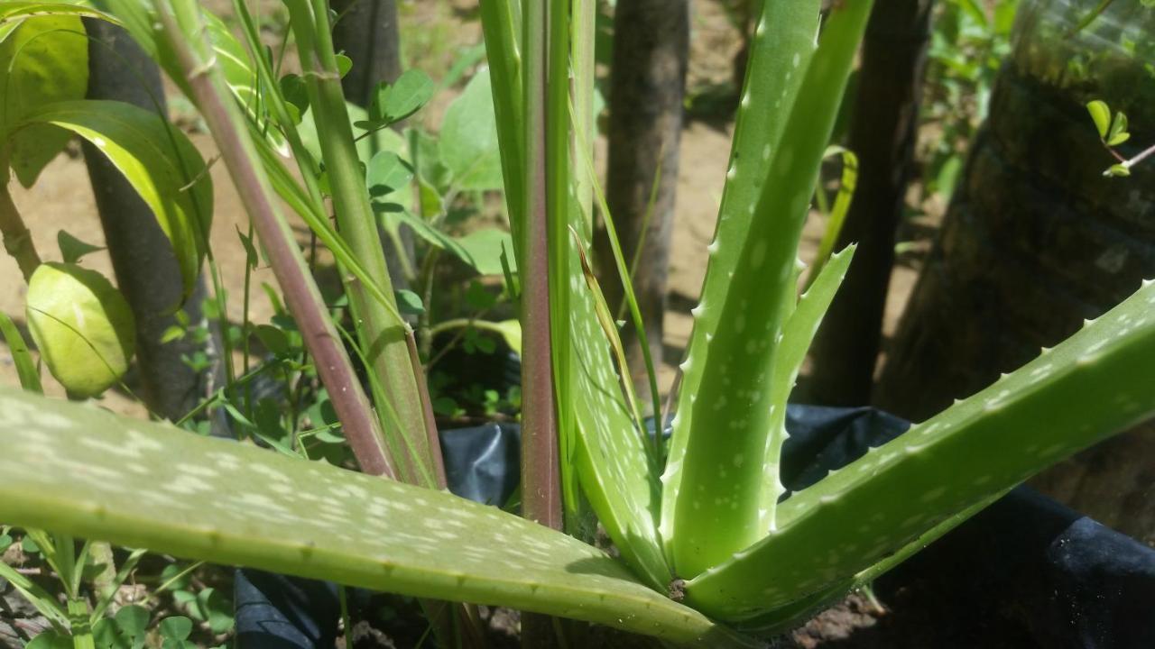 Banana Grove El Nido Hotel Exterior photo